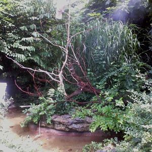 Major Mitchell's Cockatoo Island