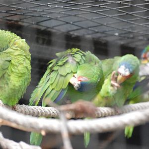 White-fronted Amazons at Barcelona, 30/05/11