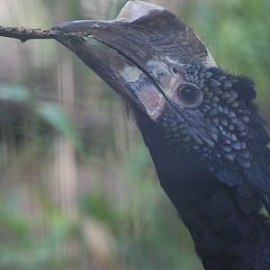 Silvery-cheeked Hornbill at Barcelona, 30/05/11