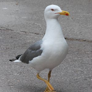 Wild Yellow-legged Gull at Barcelona, 30/05/11