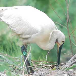 Eurasian Spoonbill at Barcelona, 30/05/11