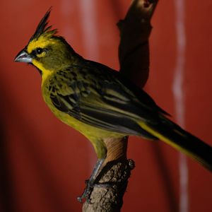 Green Cardinal (Gubernatrix cristata)