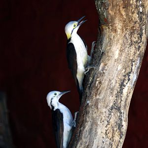 White Woodpecker (Melanerpes candidus)