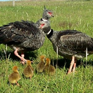 Southern Screamer - Bioparque M'Bopicuá (Uruguay)