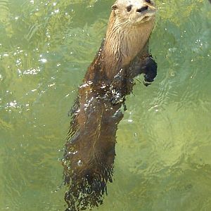 River Otter