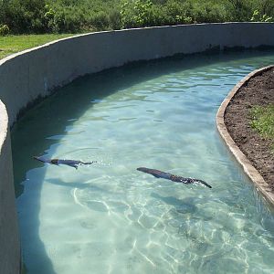 River Otters Exhibit