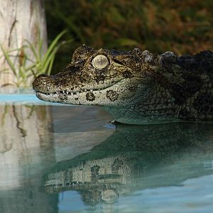 Caiman latirostris