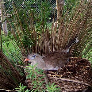Red-legged Seriema