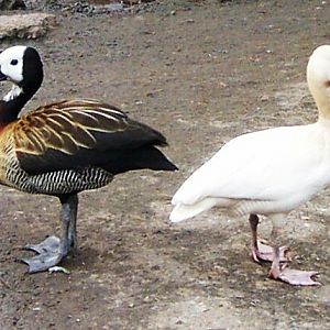 White-faced Tree-Duck