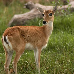 Pampas Deer