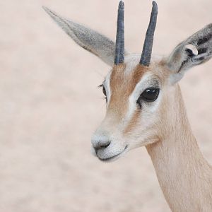 Saharan Dorcas Gazelle at Barcelona, 30/05/11