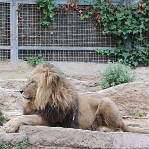 Angolan Lion at Barcelona, 30/05/11