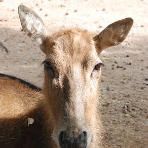 Pere David's Deer at Barcelona, 30/05/11