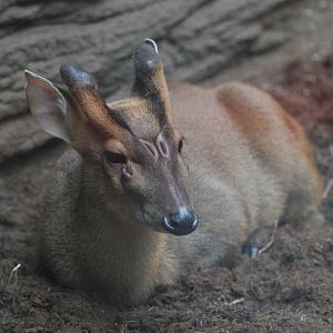 Indian Muntjac at Barcelona, 30/05/11