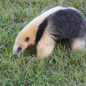 Southern Tamandua