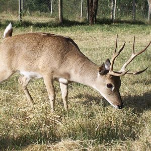 Pampas Deer