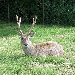 Pampas Deer