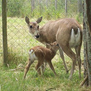 Pampas Deer