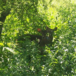 Brocket Deer (Mazama gouazoubira)