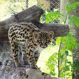 Margay