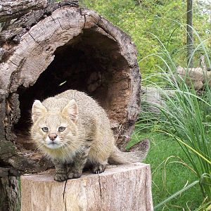 Pampas Cat