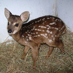 Brocket Deer
