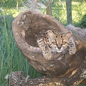 Margay