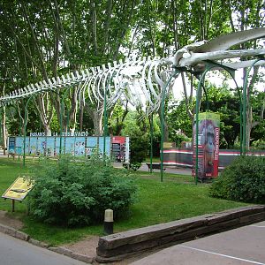 Fin Whale Skeleton at Barcelona, 30/05/11