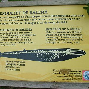 Fin Whale Skeleton Signage at Barcelona, 30/05/11