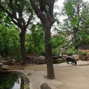 Pygmy Hippo Exhibit at Barcelona, 30/05/11