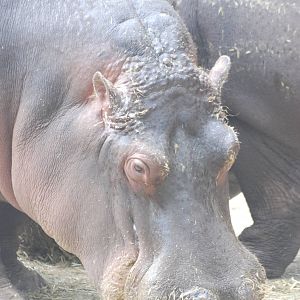 Common Hippopotamus at Barcelona, 30/05/11