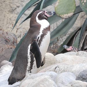 Humboldt Penguin at Barcelona, 30/05/11