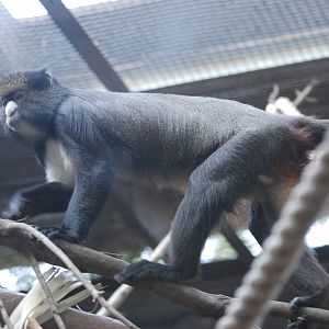 Martin's Greater Spot-nosed Guenon at Barcelona, 30/05/11