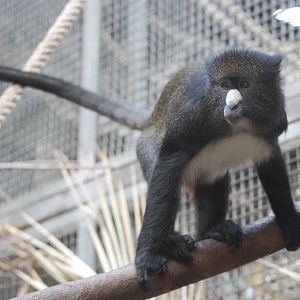 Martin's Greater Spot-nosed Guenon at Barcelona, 30/05/11