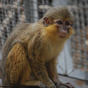 Northern Talapoin at Barcelona, 30/05/11