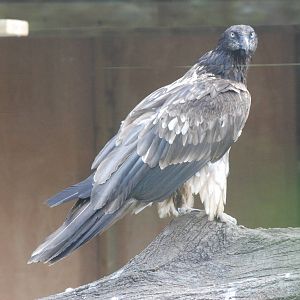 Subadult Lammergeier at Barcelona, 30/05/11