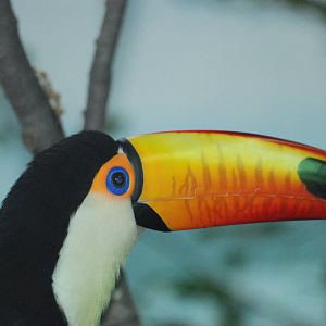 Toco Toucan at Barcelona, 30/05/11