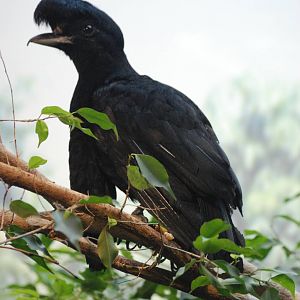 Long-wattled Umbrellabird at Barcelona, 30/05/11