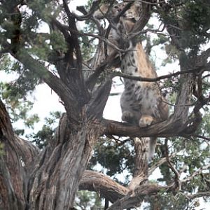 bobcat in tree