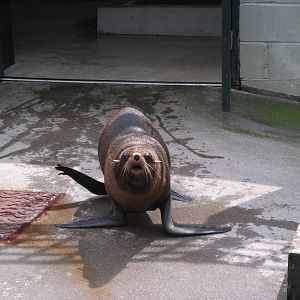 South American Fur Seal