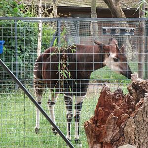 Okapi