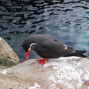 Inca Tern