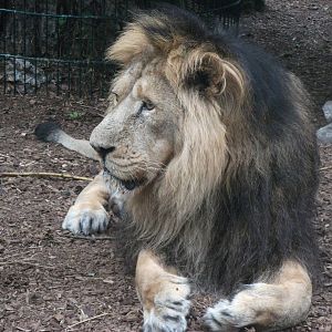 Male Lion