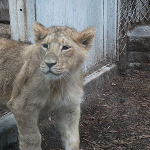 one of the Lion cubs