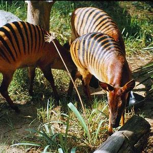 LA Zoo 1980's - Zebra Duiker
