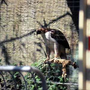 LA Zoo 1980's - Phillipine Eagle
