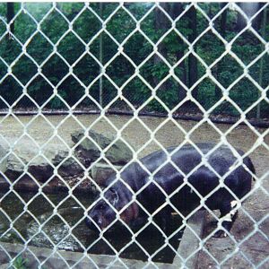 Pygmy Hippo exhibit