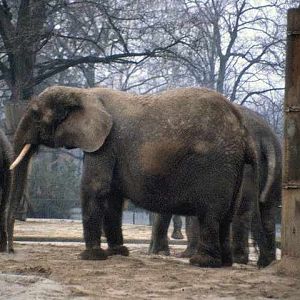 Berlin Zoo 1980's - female forest elephant