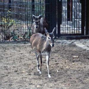 Berlin Zoo 1980's - Pampas Deer