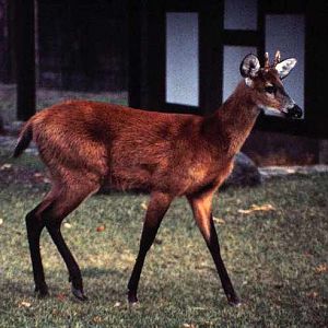 Berlin Zoo 1980's - Marsh Deer